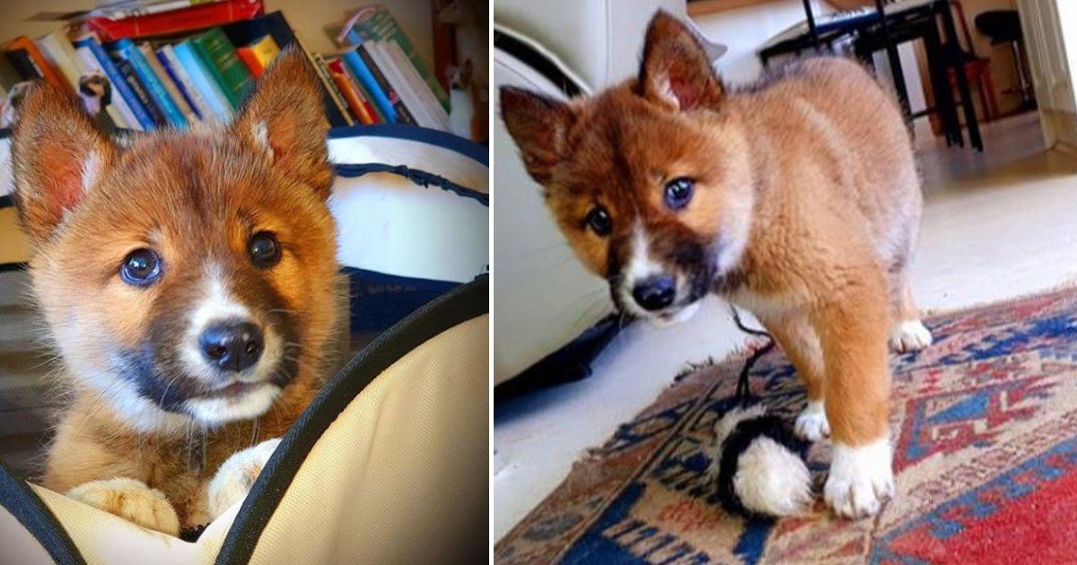 a 22.jpg?resize=1200,630 - Adorable Puppy Found In A Woman’s Backyard Turned Out To Be A Pure-Bred Dingo