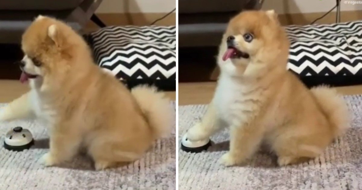 a 43.jpg?resize=412,232 - Man Gave Pomeranian A Bell Which He Rings To 'Order' His Meal