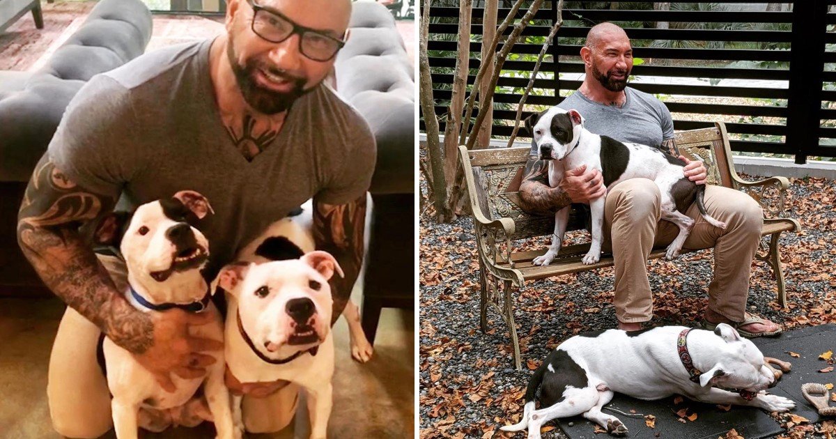 a 76.jpg?resize=1200,630 - L'acteur des Gardiens de la Galaxie, Dave Bautista, a adopté deux adorables pit bulls