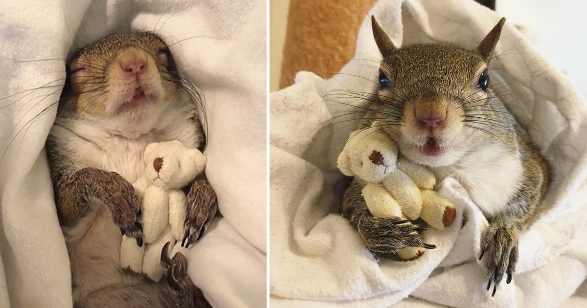 a 81.jpg?resize=1200,630 - Rescued Squirrel Developed Unusual But Adorable Bond With Her Teddy Bear