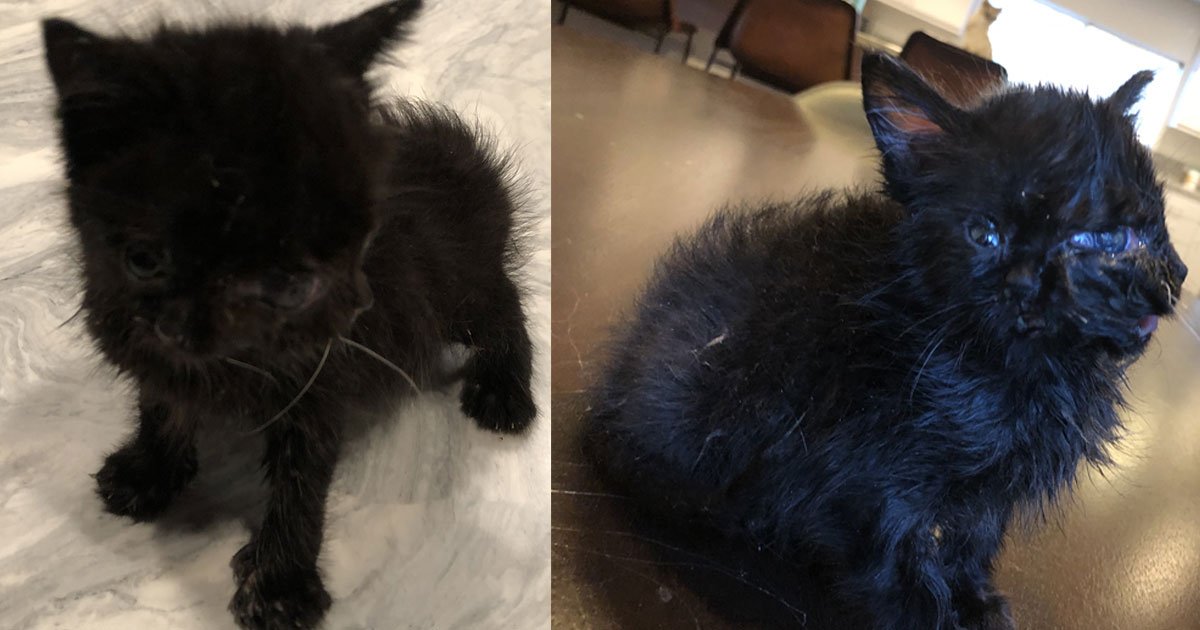 a tiny black janus kitten born with 2 faces found a home after a vet took her responsibility.jpg?resize=412,275 - Un petit chaton est né avec 2 visages et les deux sont entièrement opérationnels