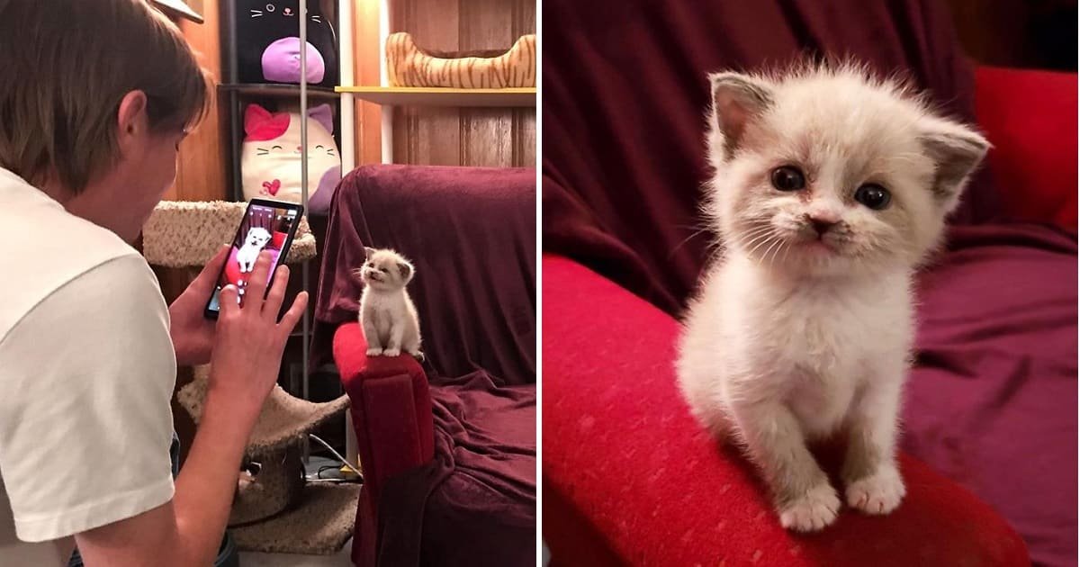 Foster Kitten Smiled For The Camera During An Adorable Photoshoot Small Joys