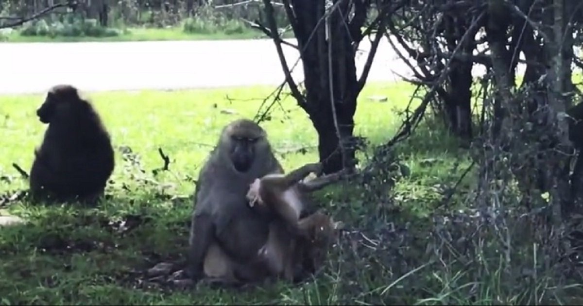 b3 7.jpg?resize=412,275 - Adult Baboon Patiently Watched Young Baboons Play