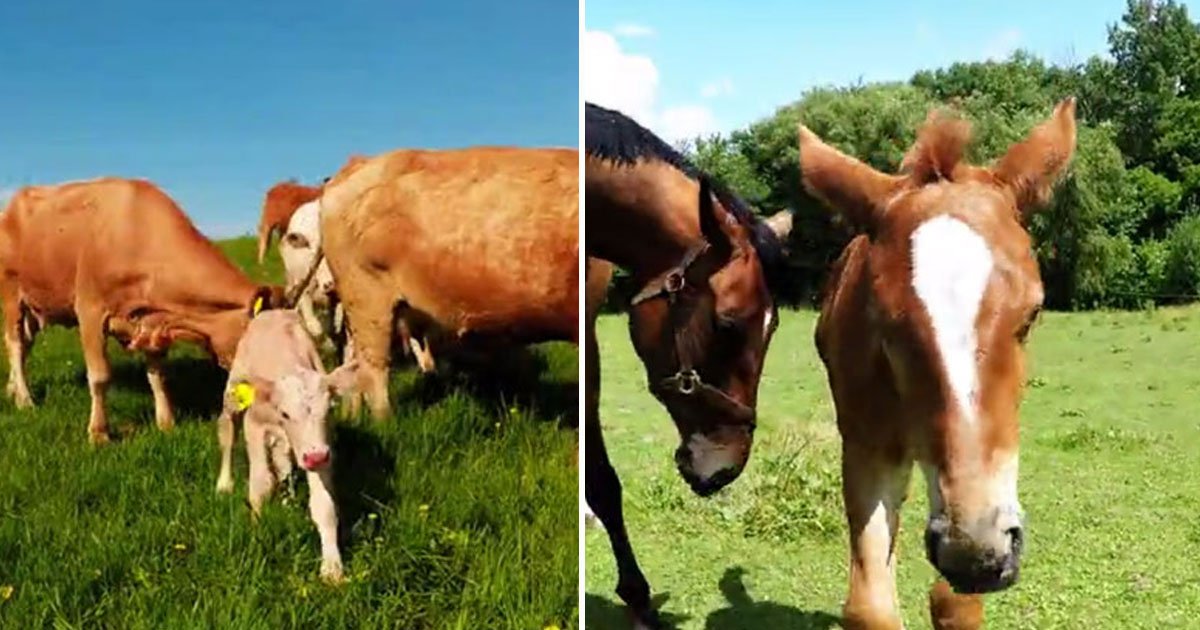 baby animal compilation.jpg?resize=412,275 - This Adorable Compilation Of Baby Animals Will Bring A Smile On Your Face