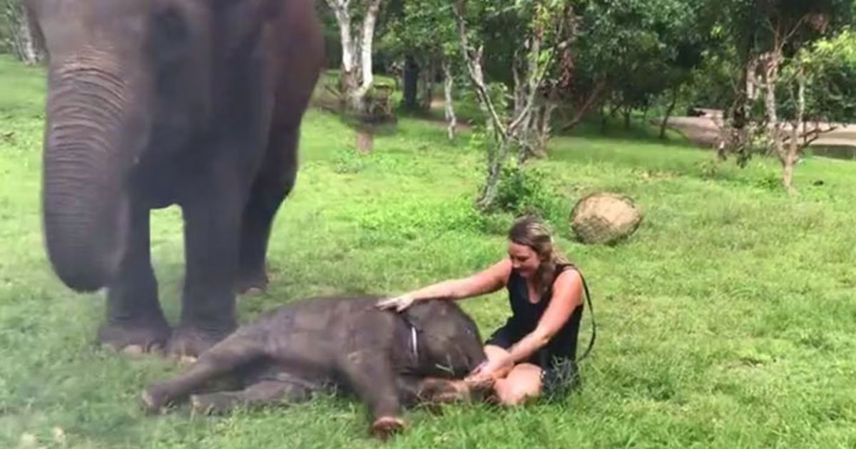 baby elephant cuddling caretaker.jpg?resize=1200,630 - Video Of A Baby Elephant Cuddling With Her Caretaker