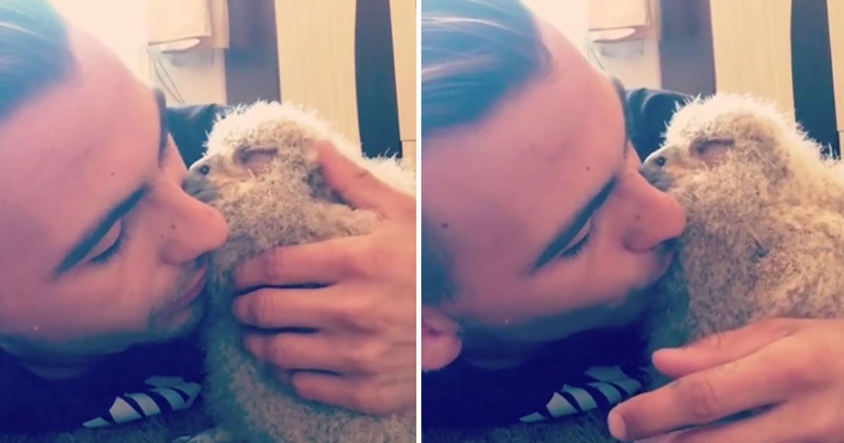 baby owl cuddling.jpg?resize=1200,630 - Video Of A Baby Owl Adorably Sleeping On Its Owner’s Face