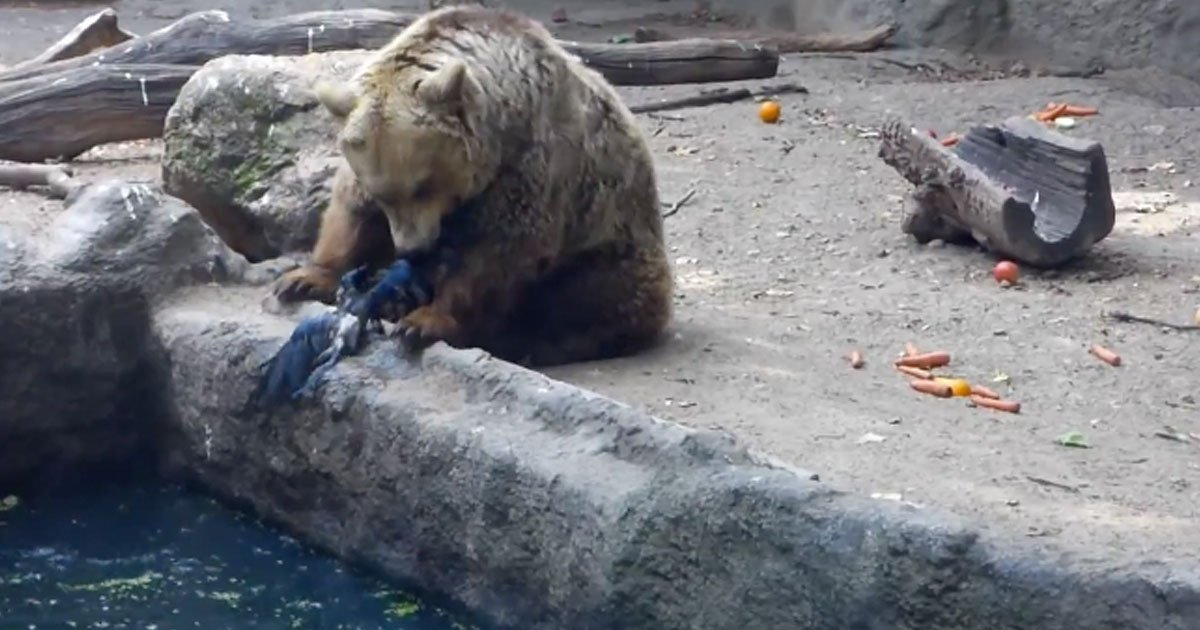 bear saves drowning crow.jpg?resize=1200,630 - Au zoo de Budapest, un ours a sauvé un corbeau qui se noyait dans son enclos
