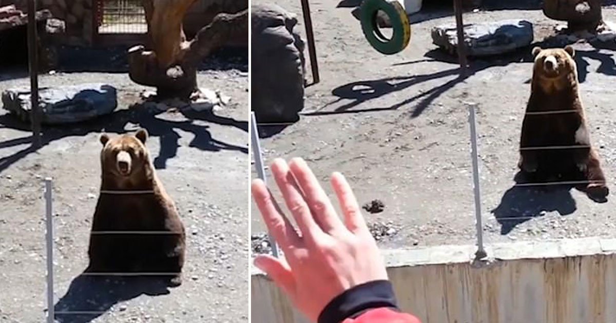 bear waved back at zoo visitor.jpg?resize=1200,630 - Vidéo: Un visiteur de zoo fait signe à un ours dans son enclos et l'ours le salue en retour