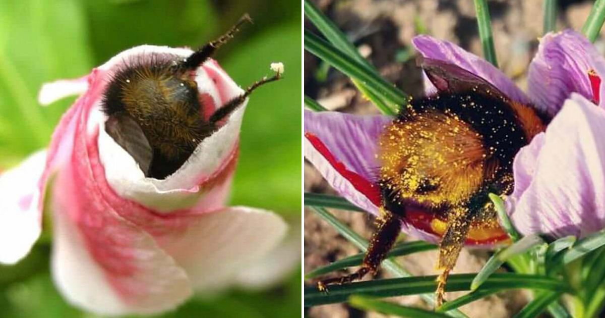 bees6.png?resize=412,275 - Fuzzylicious! People Can't Get Enough Of Cute Bumblebee Bums