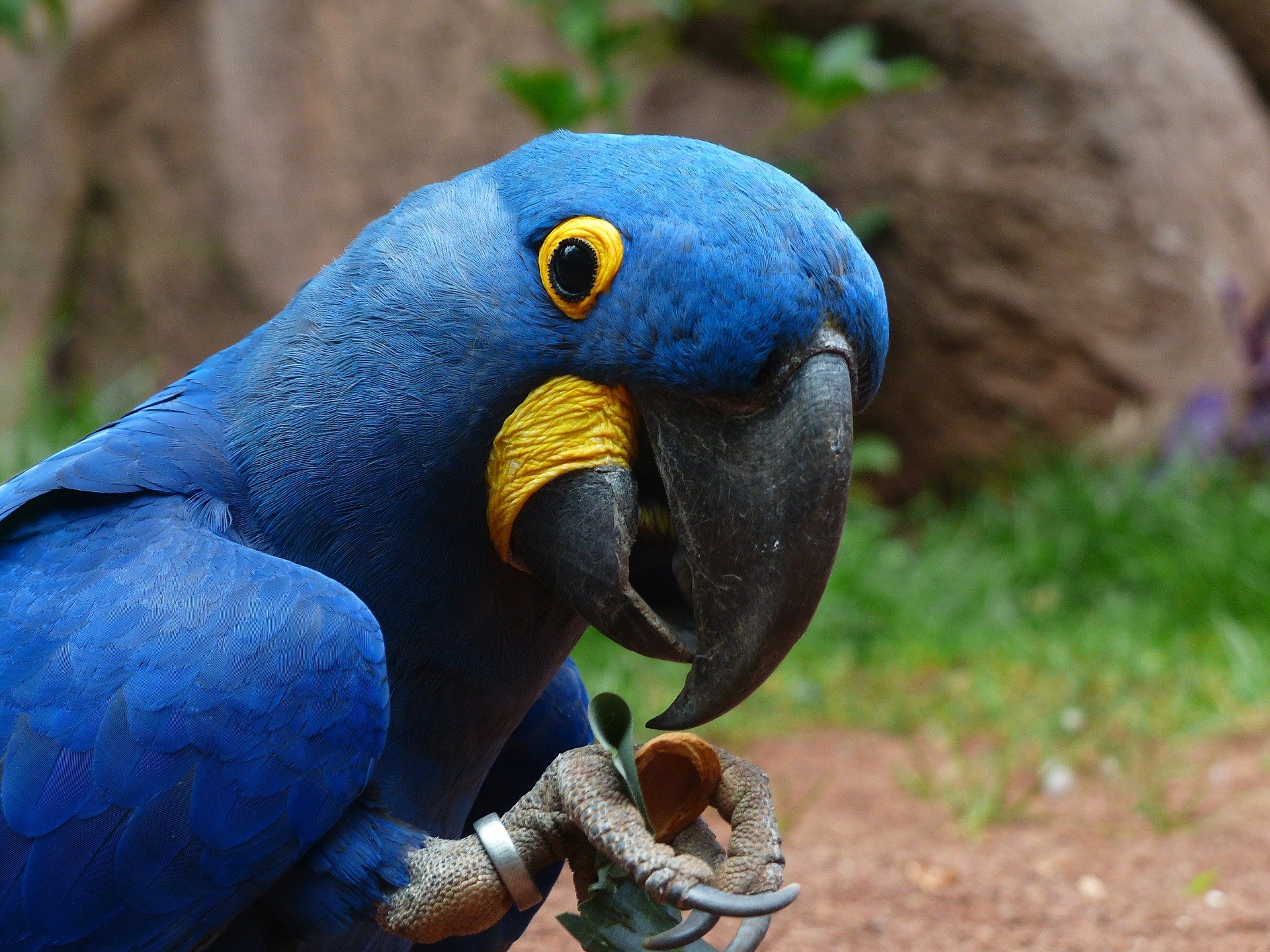 blauaras 406776 1920.jpg?resize=1200,630 - Bolivie : naissance de 4 aras bleus