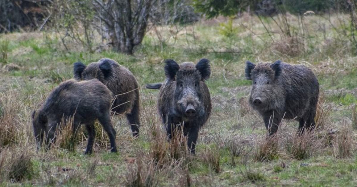 boars.png?resize=1200,630 - Wild Boars Left High After Eating Stash Of Cocaine Worth $21K Buried In A Forest