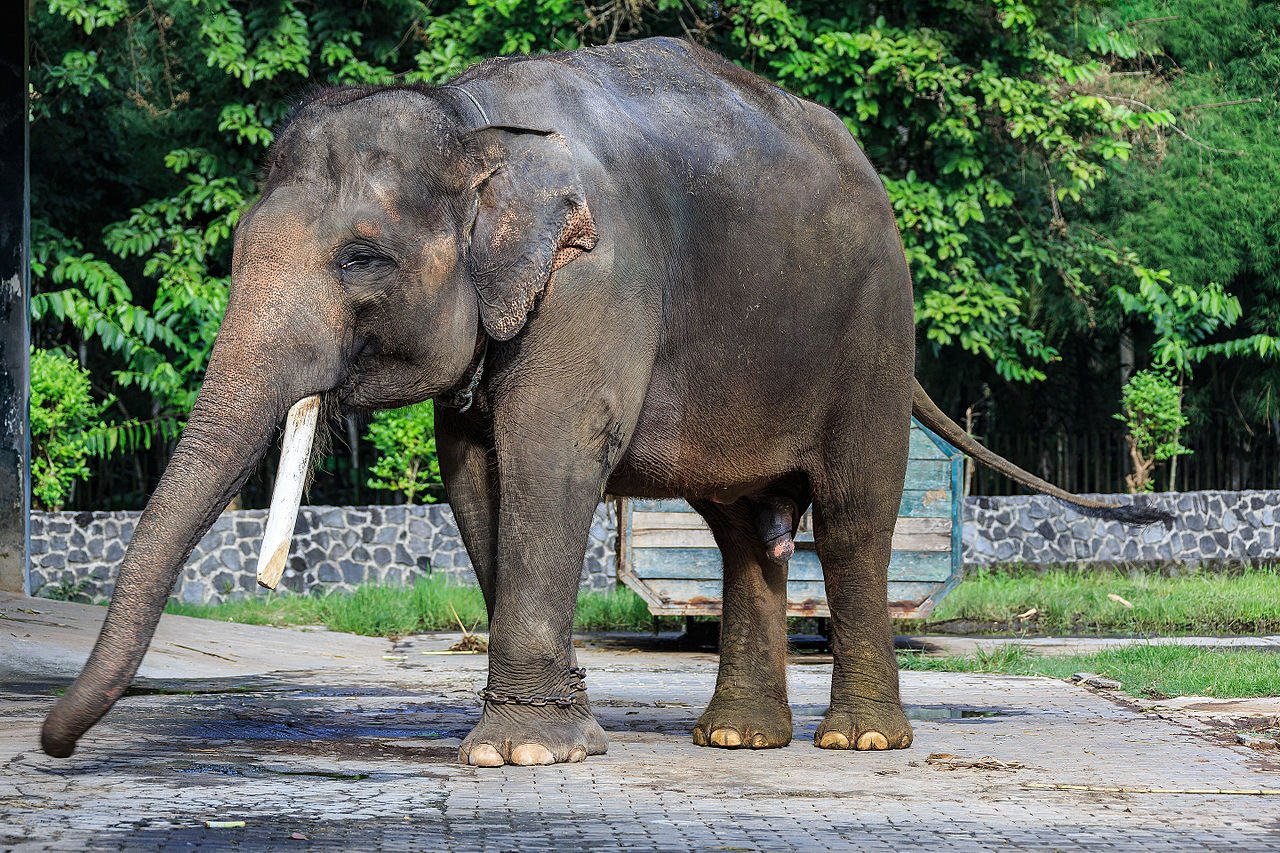 borobudur temple park elephant cage 01.jpg?resize=1200,630 - Indonésie : un éléphant de Sumatra retrouvé décapité