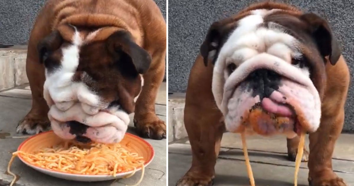 Video Of An Adorable Bulldog Eating Spaghetti - Small Joys