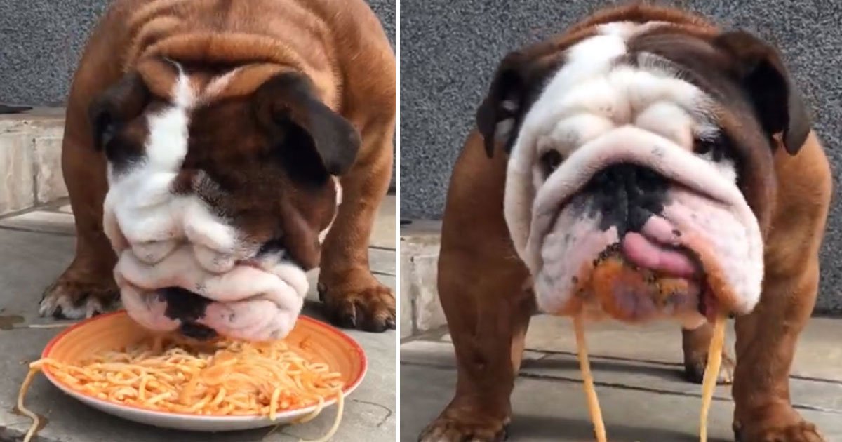 bulldog eating spaghetti.jpg?resize=1200,630 - Regardez la vidéo d'un adorable bouledogue qui adorent les spaghettis bolognaise