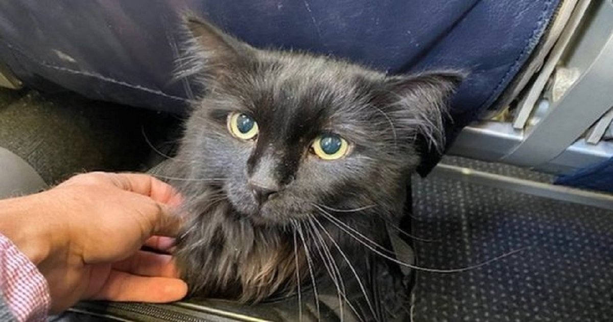 c3 13.jpg?resize=1200,630 - A Cat That Went Missing Five Years Ago Was Finally Found 1,200 Miles From Home