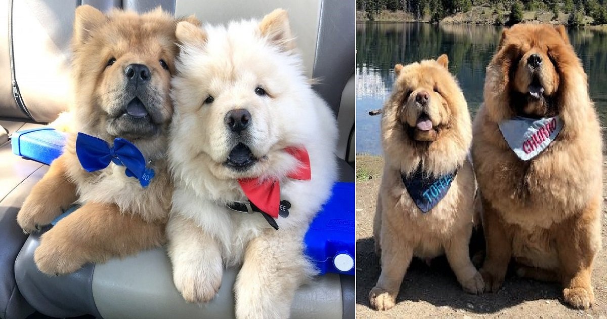 c3 4.jpg?resize=412,232 - A Pair Of Chow Chows Are Inseparable Friends Who Love To Do Everything Together