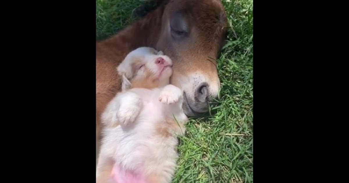 Puppy and baby horse snuggle during nap