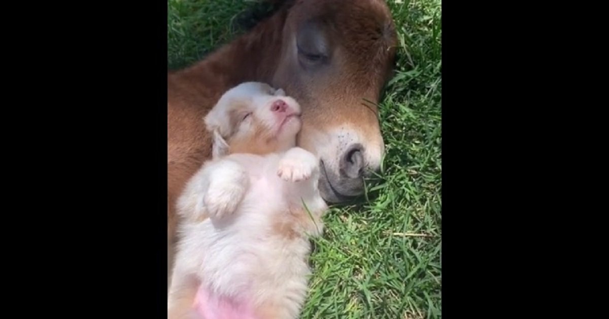 c3 6.jpg?resize=1200,630 - The Cutest Friendship Between A Puppy And A Baby Horse As They Nap And Cuddle Together