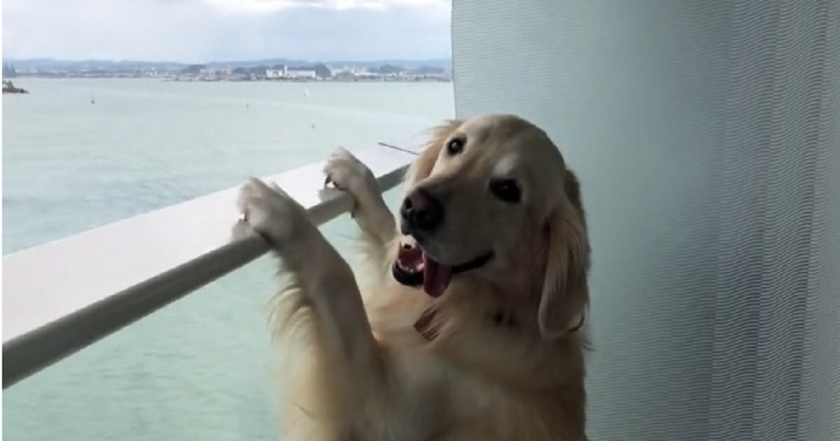 c3 9.jpg?resize=1200,630 - Adorable Golden Retriever Enjoyed The View From The Cruise Ship's Balcony