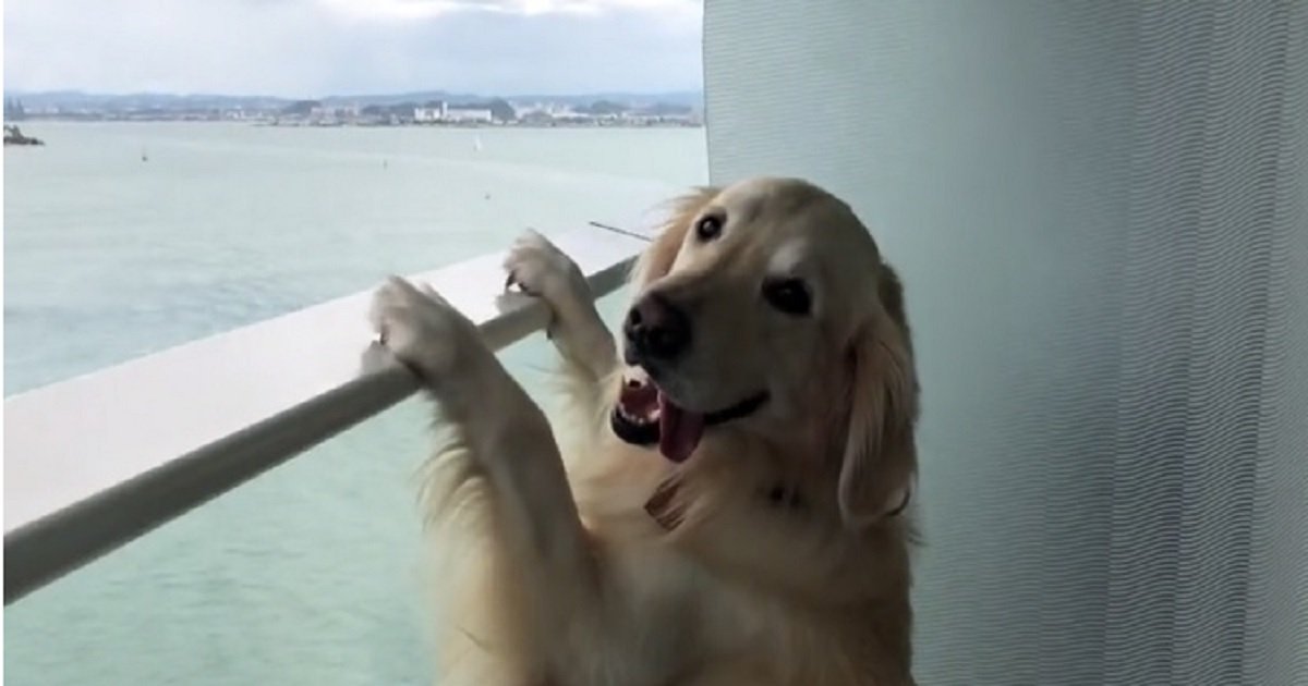 c3 9.jpg?resize=412,232 - Adorable Golden Retriever Enjoyed The View From The Cruise Ship's Balcony
