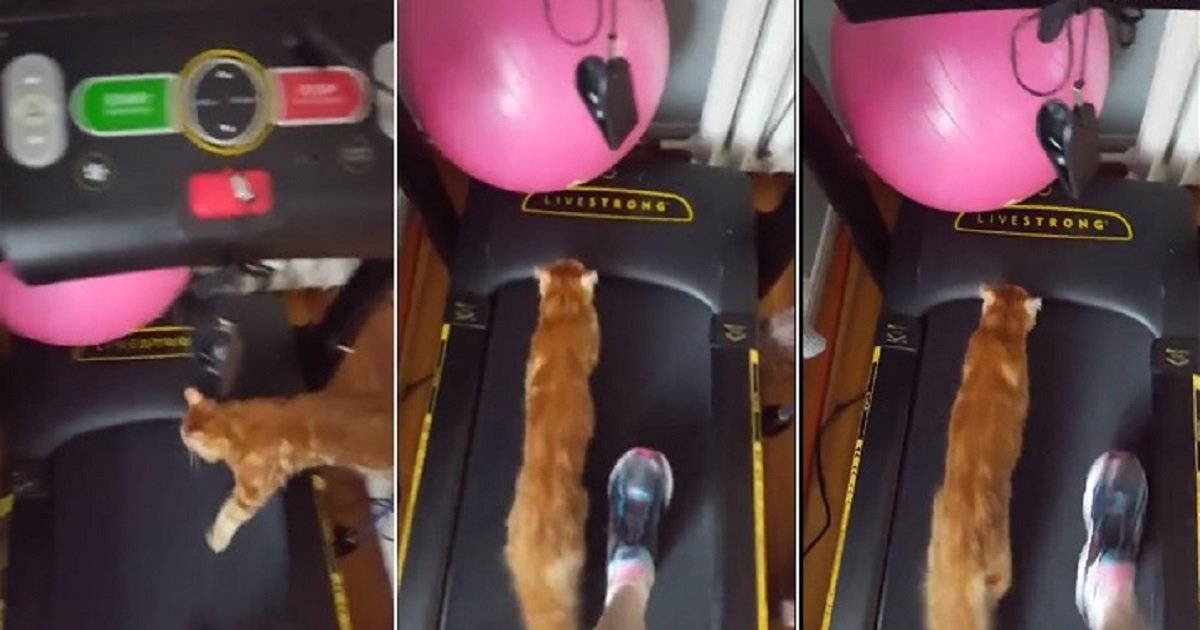 c4.jpg?resize=1200,630 - Cat Hopped On The Treadmill To Join His Owner For A Workout