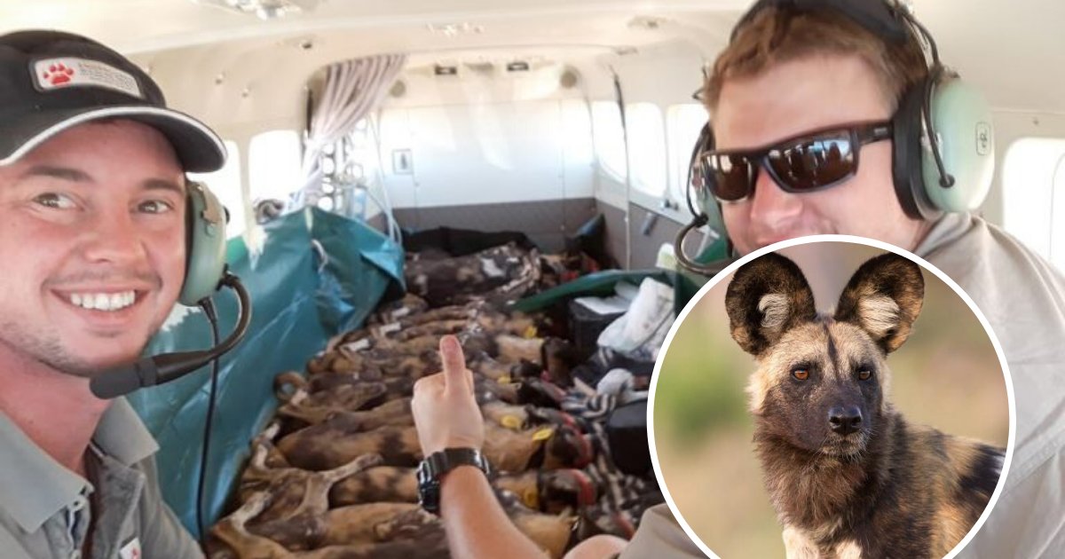 canines.png?resize=1200,630 - Un groupe de 15 chiens sauvages africains ont dormi dans un avion en provenance d'Afrique du Sud vers le Mozambique