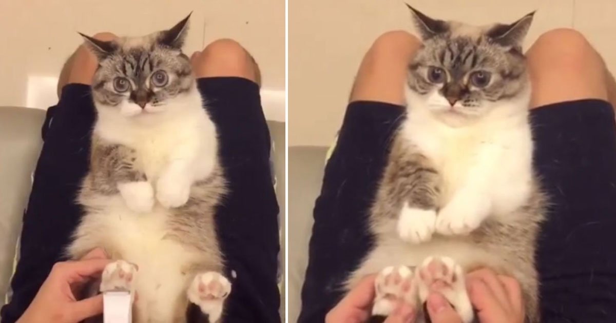 cat nails trimmed.jpg?resize=1200,630 - Video Of An Adorable Cat Having Her Nails Clipped