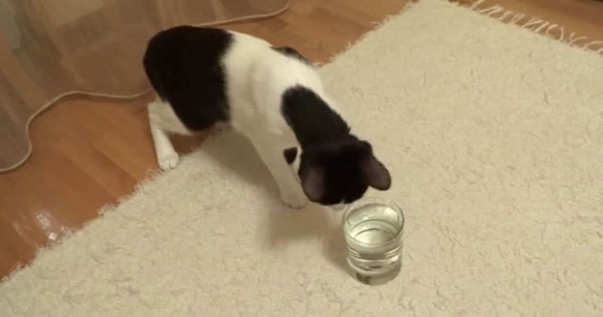 cat reaction soda drink.jpg?resize=412,275 - La réaction de ce chat devant un verre d'eau gazeuse est hilarante