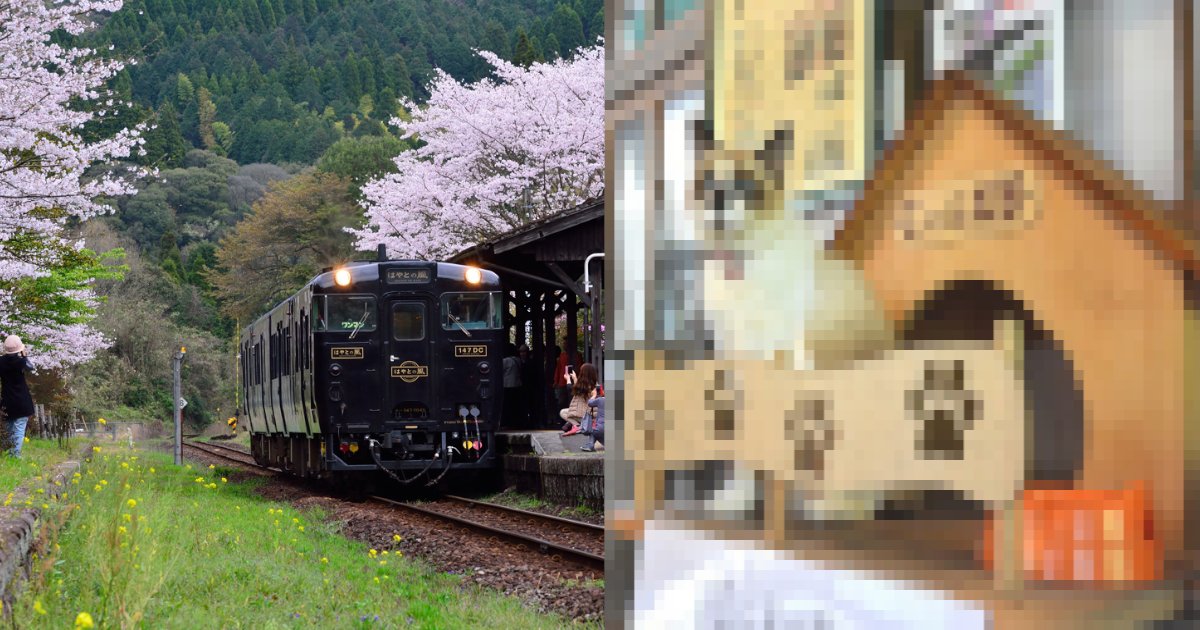 cat.png?resize=412,275 - まるでタヌキ⁈　特急が止まる無人駅の「ねこ駅長」にゃん太郎の活躍ぶり