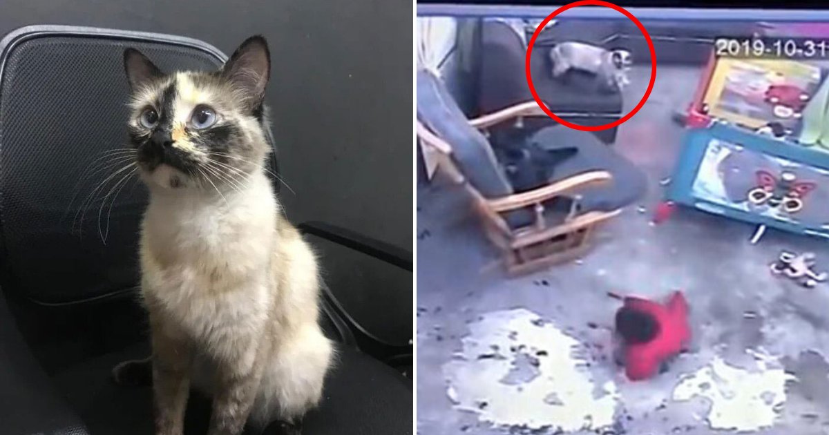 cathero.png?resize=1200,630 - Vidéo impressionnante : Un chat a empêché un bébé de tomber dans les escaliers