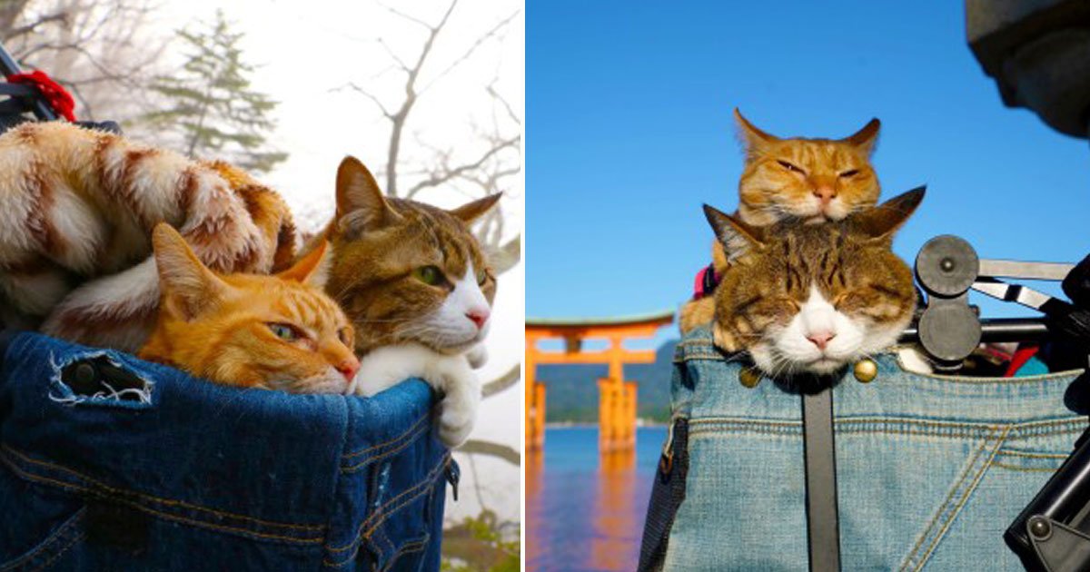 cats travel owner.jpg?resize=1200,630 - Cats - Who Got Tired Of Their Owner’s Long Business Trips - Now Travel With Him In His Backpacks