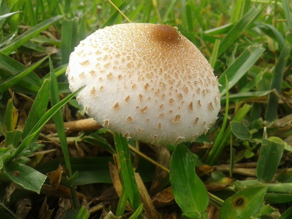 champi.jpg?resize=412,275 - Champignons: Un mort et deux intoxications graves pour avoir confondu des bolets avec des amanites phalloïdes