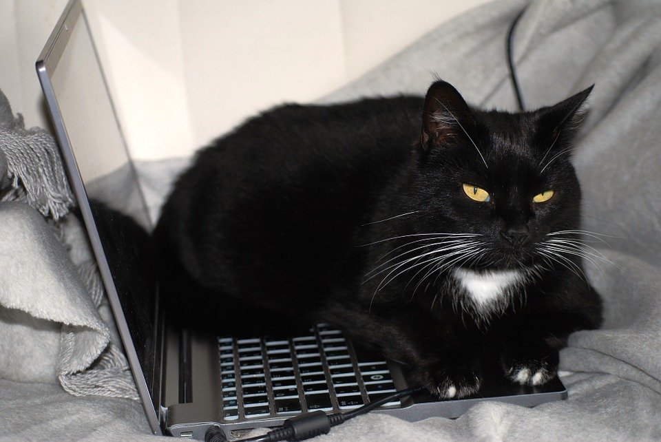 Voici Les Bonnes Raisons D Adopter Un Chat Noir Vonjour Voici Les Bonnes Raisons D Adopter Un Chat Noir Vonjour