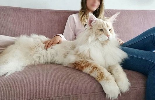 chat3.jpg?resize=412,275 - Faites connaissance avec Lotus, un chat Maine Coon géant...