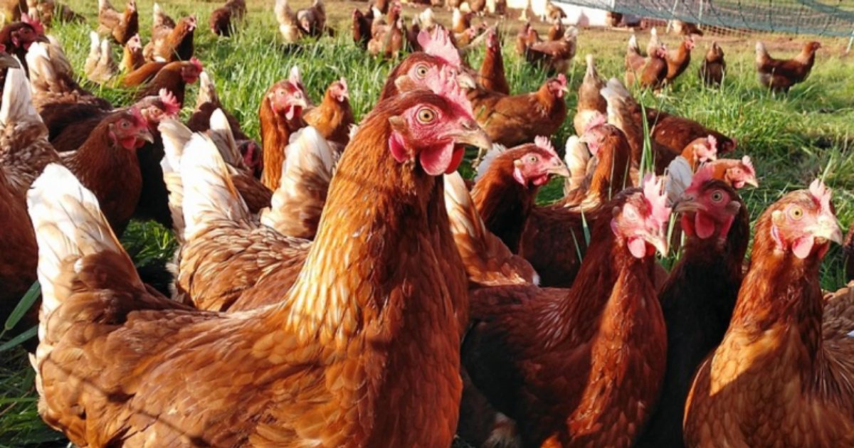 chicken6.png?resize=1200,630 - Un homme a acheté accidentellement 1000 poulets à la place d'un seul