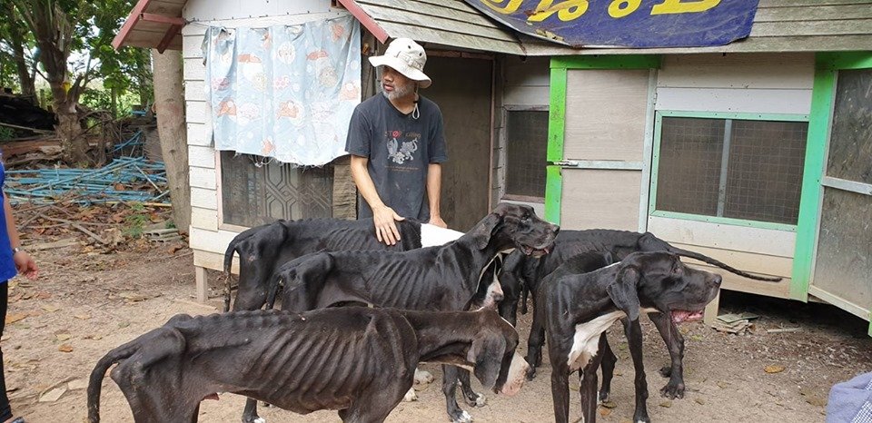 chien2.jpg?resize=1200,630 - Des chiens affamés ont été retrouvés dans une ferme d'élevage canin en Thaïlande