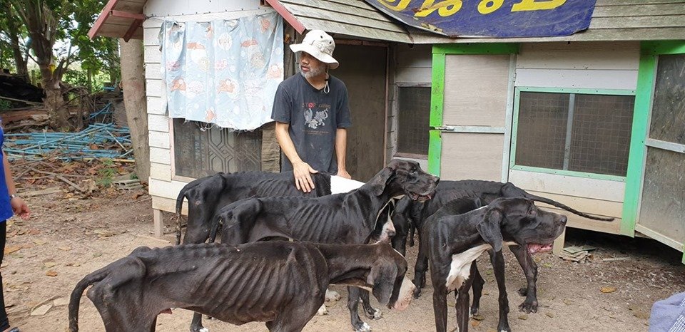 chien2.jpg?resize=412,275 - Des chiens affamés ont été retrouvés dans une ferme d'élevage canin en Thaïlande