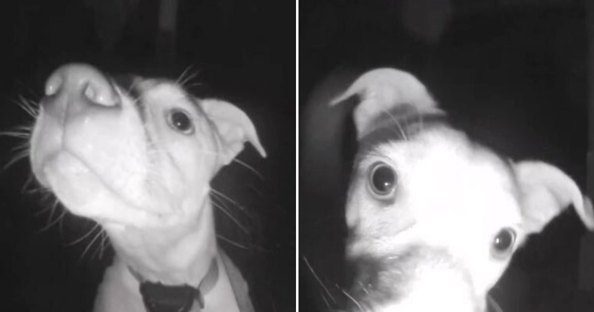 chika5.png?resize=412,275 - Dog Caught On Camera Ringing The Doorbell At 2 AM