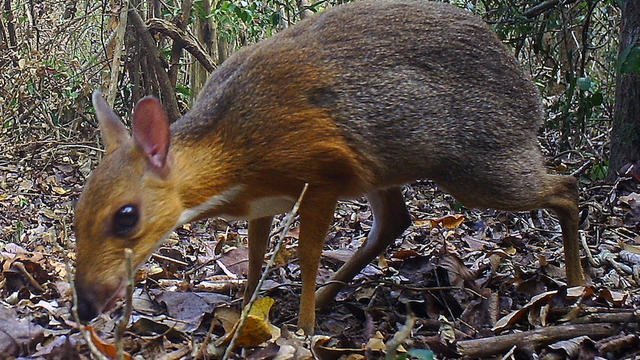 cnews.jpg?resize=1200,630 - Disparu depuis 29 ans, le chevrotain à dos argenté du Viêt Nam a reparu