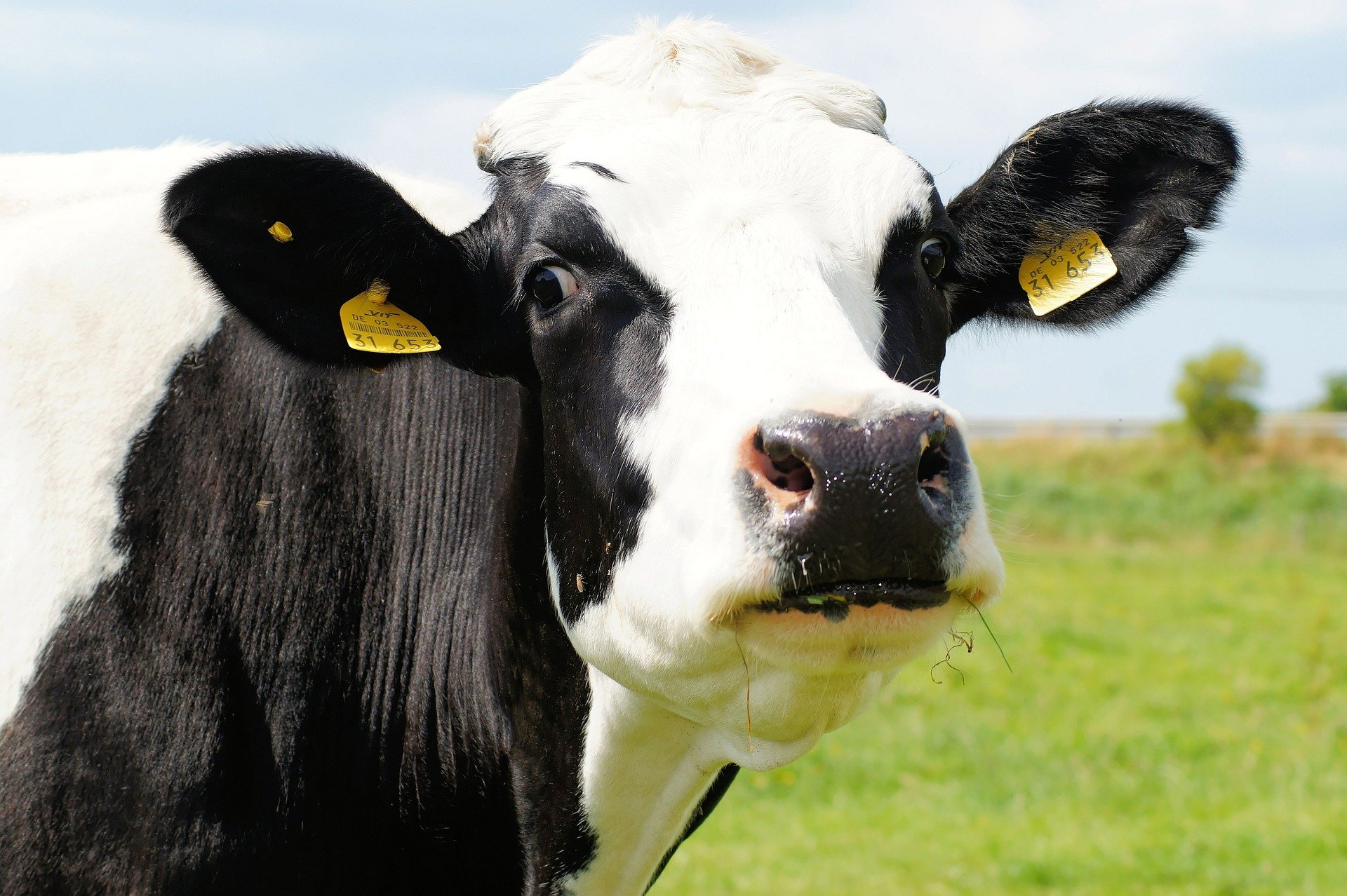 cow 394148 1920.jpg?resize=1200,630 - La Russie teste la réalité virtuelle sur les vaches pour améliorer la production de lait