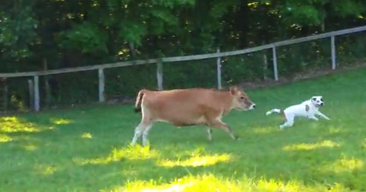 cow dog playing.jpg?resize=412,232 - Video Of A Cow And A Dog Playing And Enjoying A Sunny Day