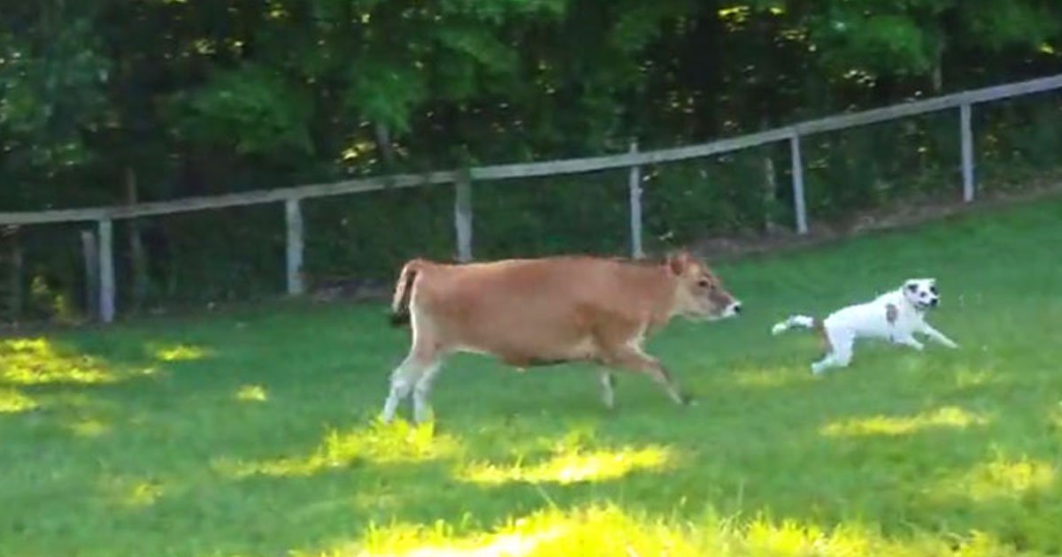 cow dog playing.jpg?resize=412,275 - Video Of A Cow And A Dog Playing And Enjoying A Sunny Day