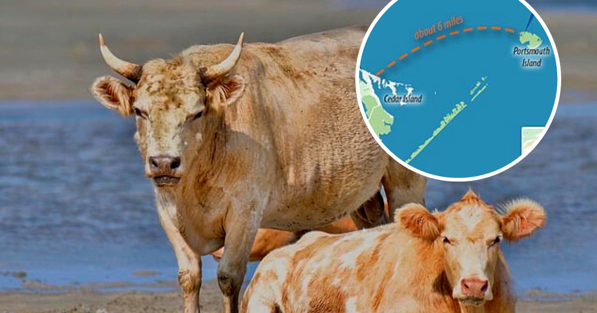 cows3.png?resize=412,275 - Three Castaway Cows Swept Away To Sea Swam About Five Miles To Safety