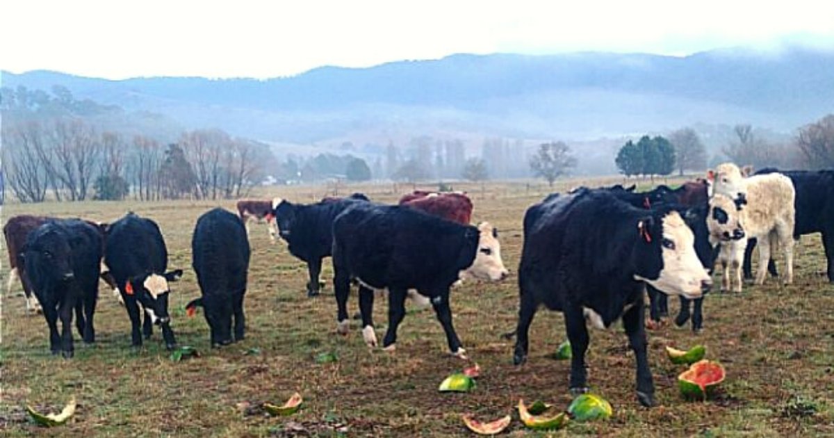 cows4.png?resize=412,275 - Farmer Who Was Too Broke To Feed Pregnant Cows Wrote A Heartbreaking Letter