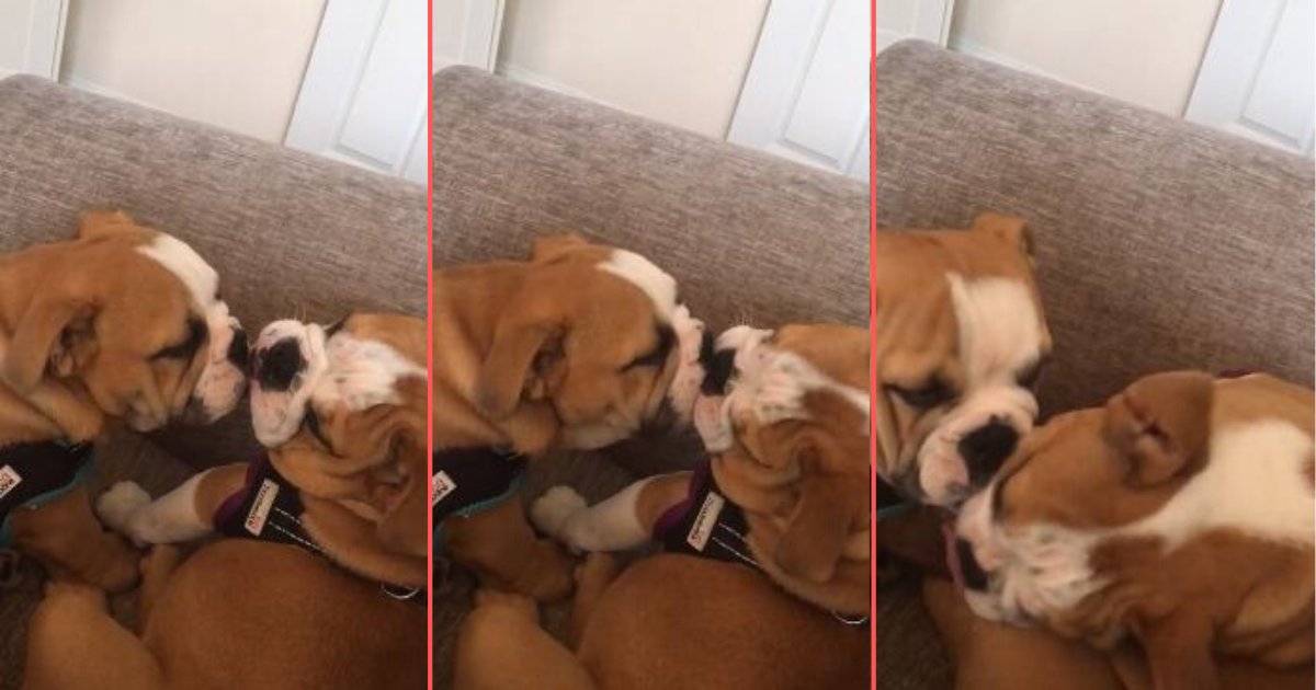 d 4 1.png?resize=1200,630 - Boring Day at Work? Here’s an Adorable Video of Bulldog Puppies Who Can’t Stop Kissing Each Other