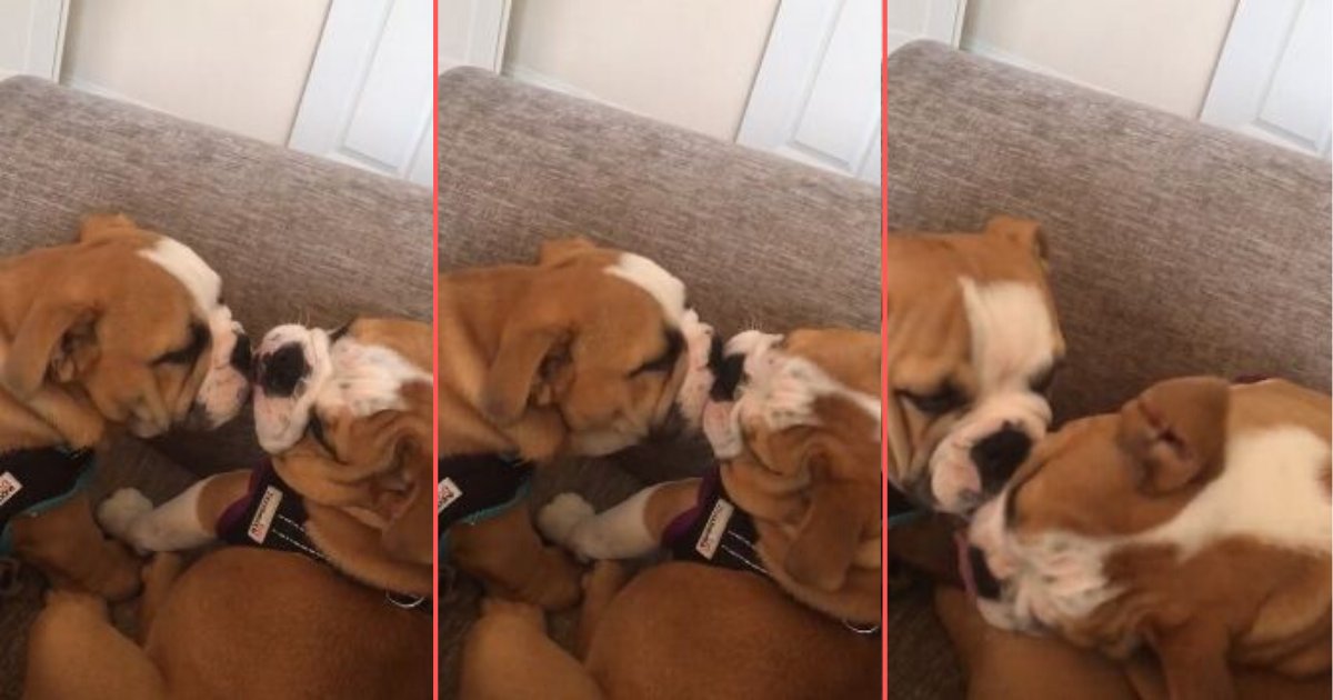 d 4 1.png?resize=412,275 - Boring Day at Work? Here’s an Adorable Video of Bulldog Puppies Who Can’t Stop Kissing Each Other