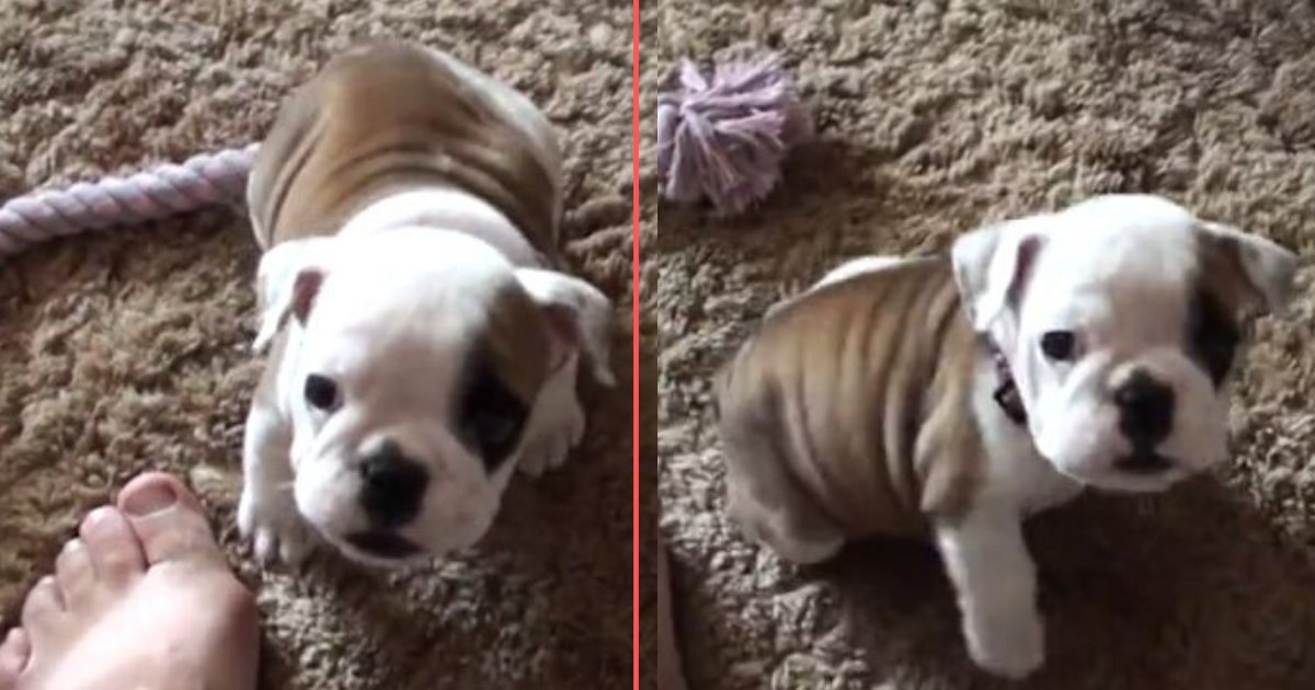 d 5 1.png?resize=1200,630 - Kick-Off Your Mid-Week Blues With The Video of a Cute Bulldog Pup Showing His Adorable Temper Tantrum