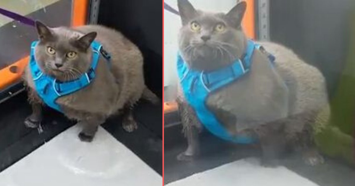 d 5.png?resize=412,232 - Morbidly Obese Funny Cat Working out on Treadmill Video Went Viral