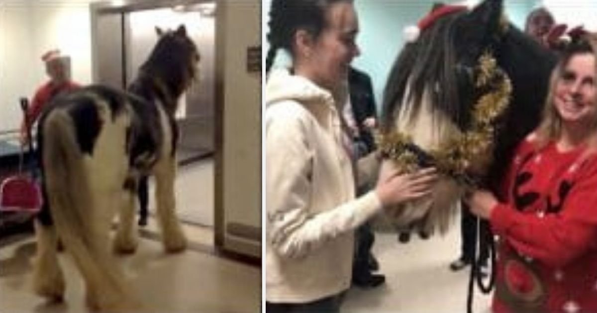 d11.jpg?resize=1200,630 - Heartwarming Moment When Woman’s Horse Visits Her in Hospital Recovering From E. Coli