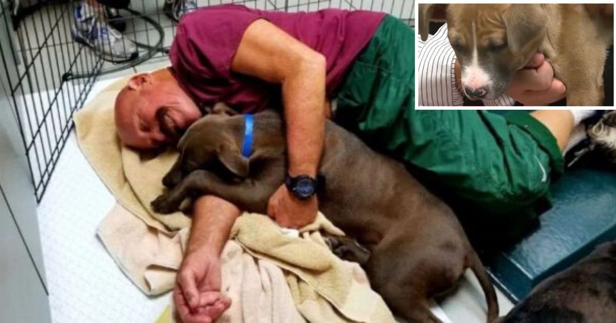 d2 11.jpg?resize=412,275 - An Animal Shelter is Offering Volunteers a Job to Cuddle With The Abandoned Puppies 